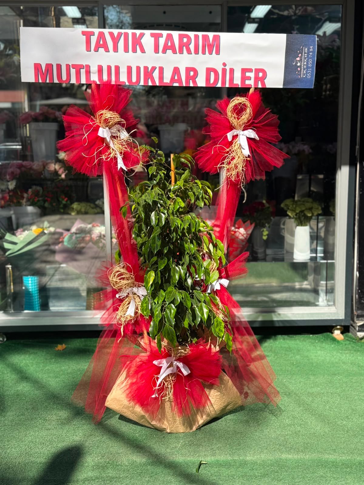 Fikus (Benjamin) Çiçeği
