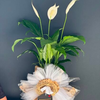 Spathiphyllum Barış Çiçeği