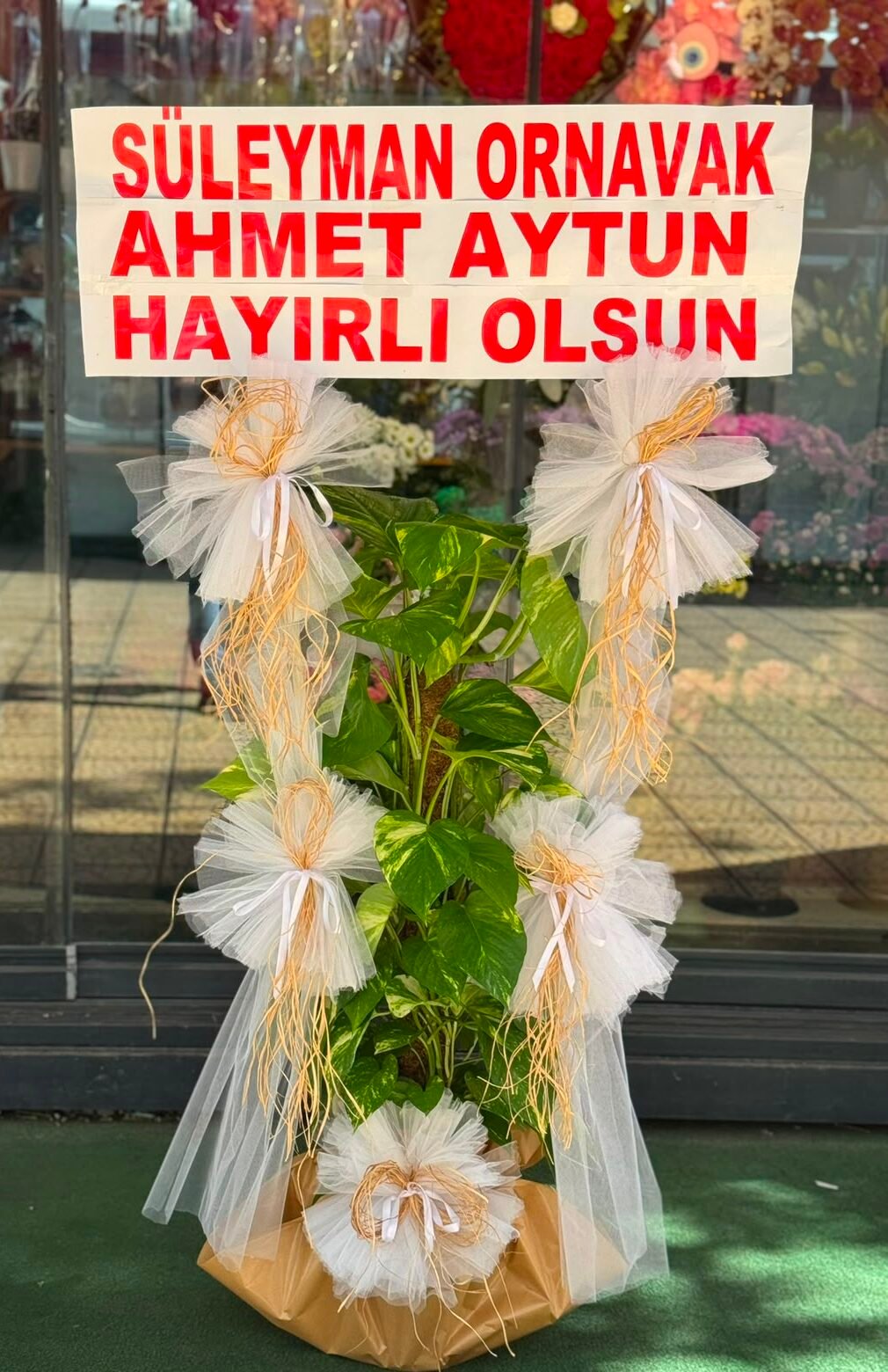 Sarmaşık Bitki Çiçeği